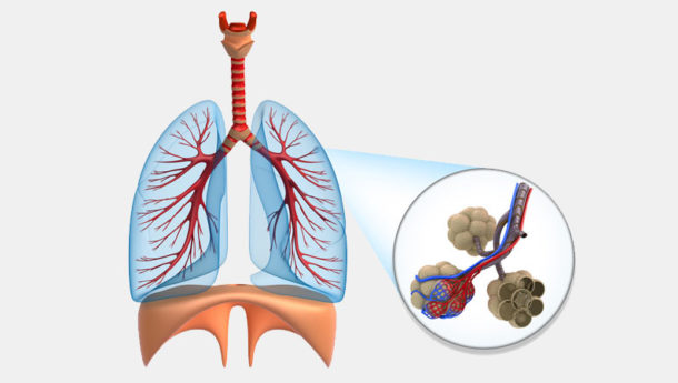 Chronisch Obstruktive Bronchitis | Ursachen, Symptome, Therapie